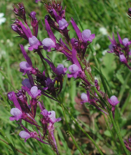 Linaria pelisseriana