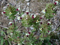 Parentucellia latifolia