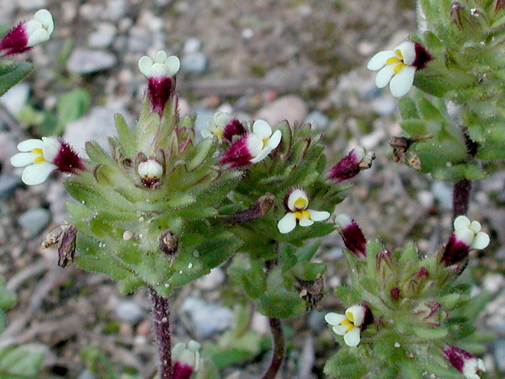 Parentucellia latifolia