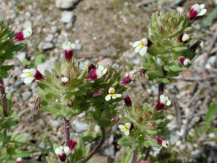 Parentucellia latifolia