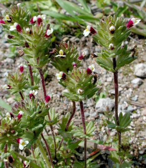 Parentucellia latifolia