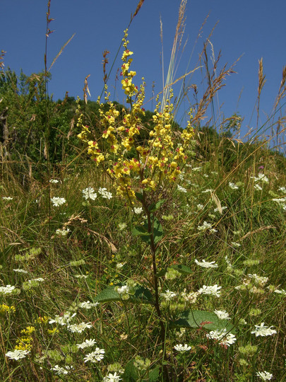 Verbascum chaixii