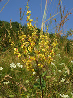 Verbascum chaixii