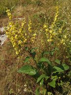 Verbascum chaixii