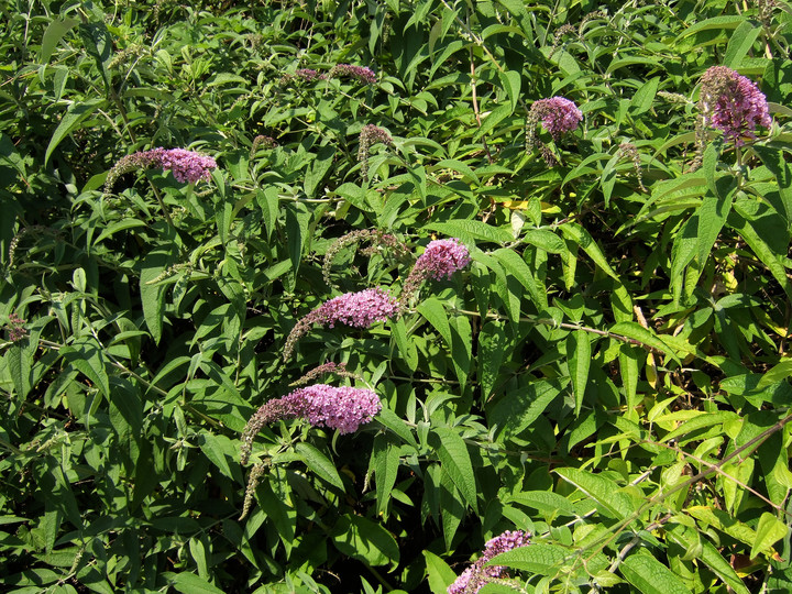 Buddleja davidii