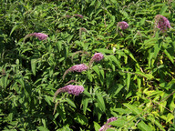 Buddleja davidii