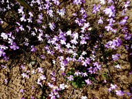 Linaria nigricans