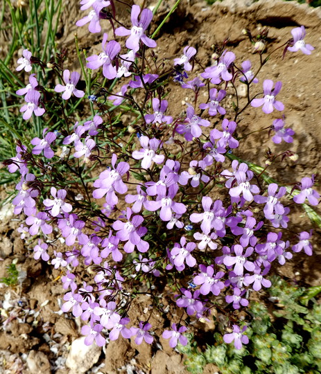 Linaria nigricans