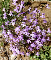 Linaria nigricans