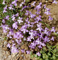 Linaria nigricans