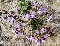 Linaria nigricans