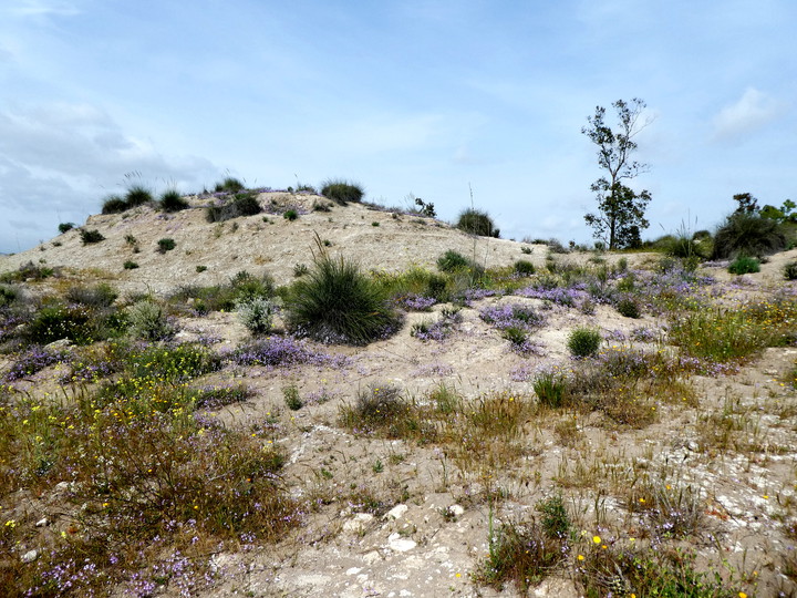 Linaria nigricans