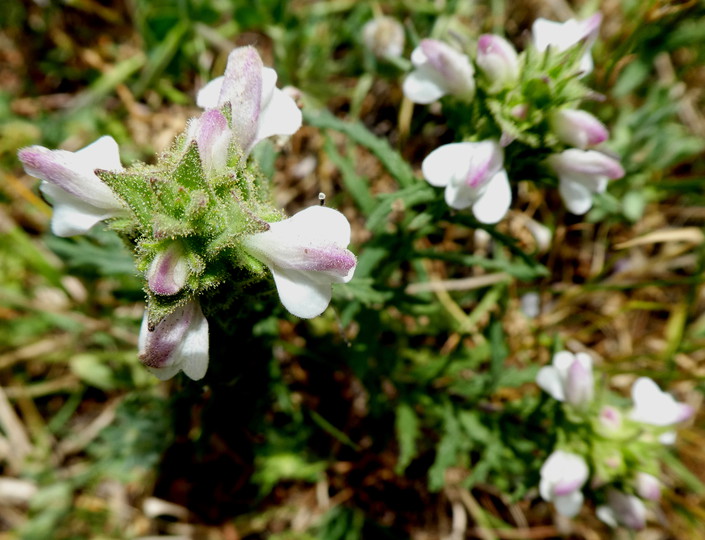 Bellardia trixago