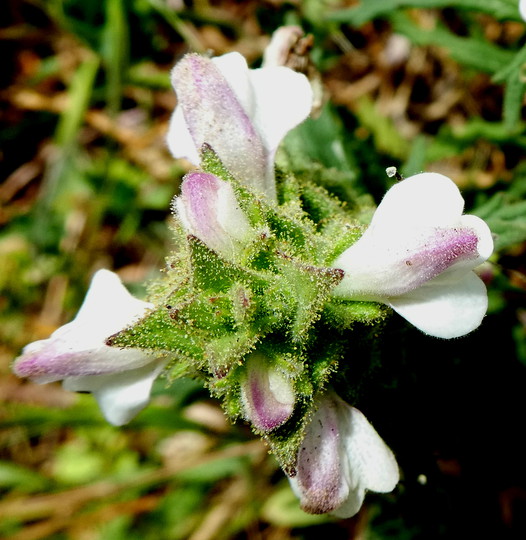 Bellardia trixago