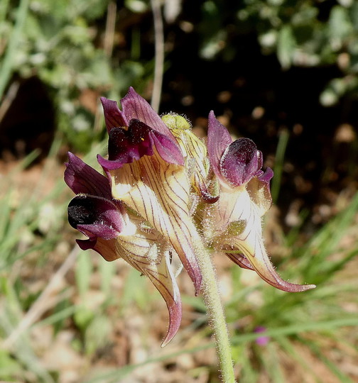 Linaria aeruginea