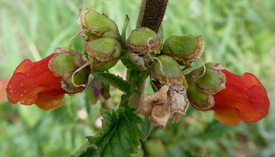 Scrophularia sambucifolia