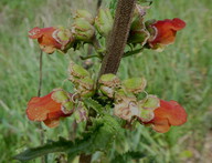 Scrophularia sambucifolia