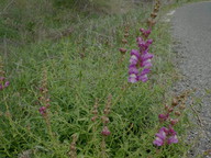 Antirrhinum barrelieri