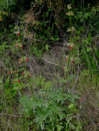 Scrophularia sambucifolia