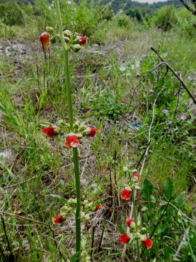 Scrophularia sambucifolia