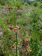 Scrophularia sambucifolia