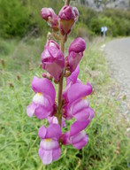 Antirrhinum barrelieri