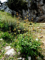 Scrophularia sambucifolia