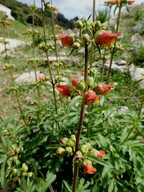 Scrophularia sambucifolia