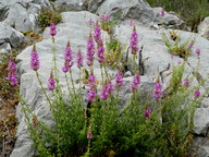 Antirrhinum barrelieri