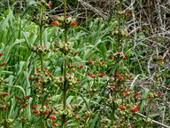 Scrophularia sambucifolia