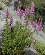 Antirrhinum barrelieri