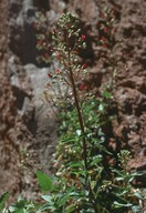 Scrophularia glabrata