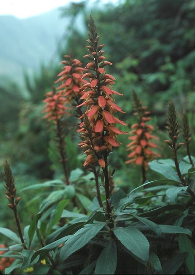 Isoplexis canariensis