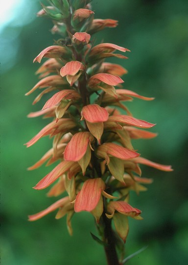 Isoplexis canariensis