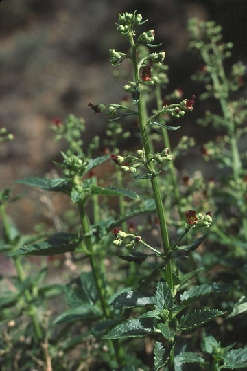 Scrophularia glabrata