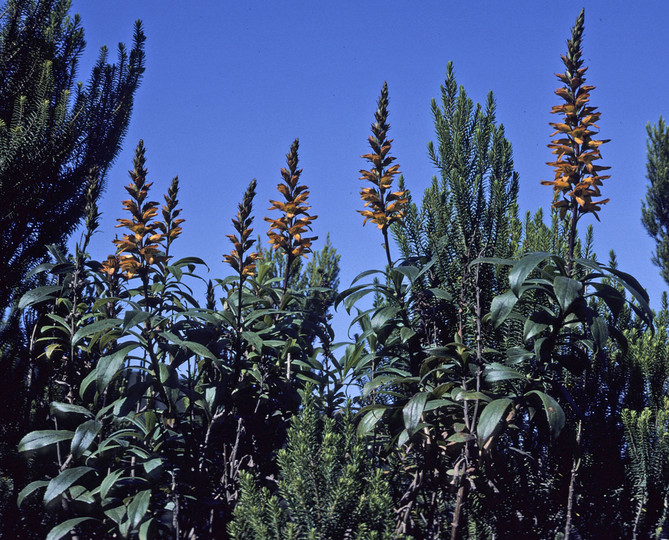 Isoplexis canariensis