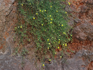 Kickxia pendula