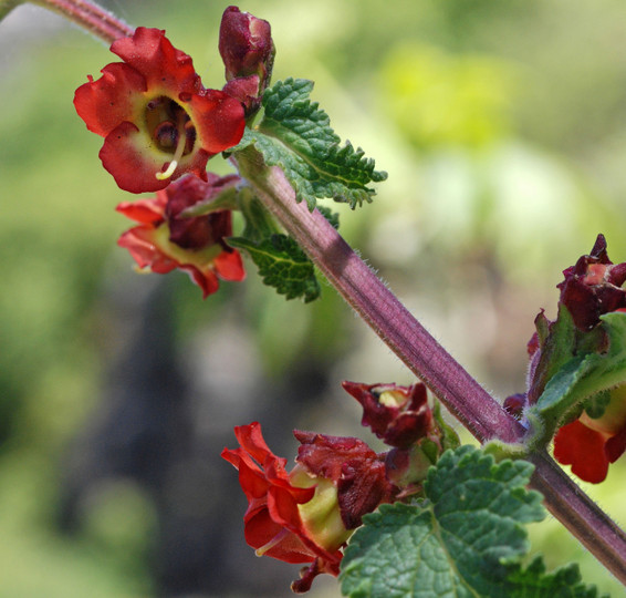 Scrophularia calliantha