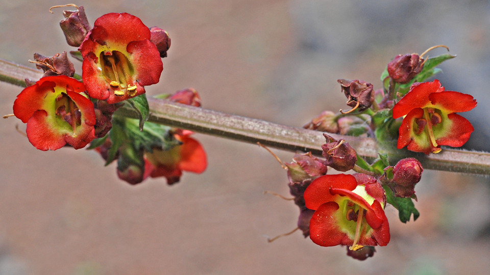 Scrophularia calliantha