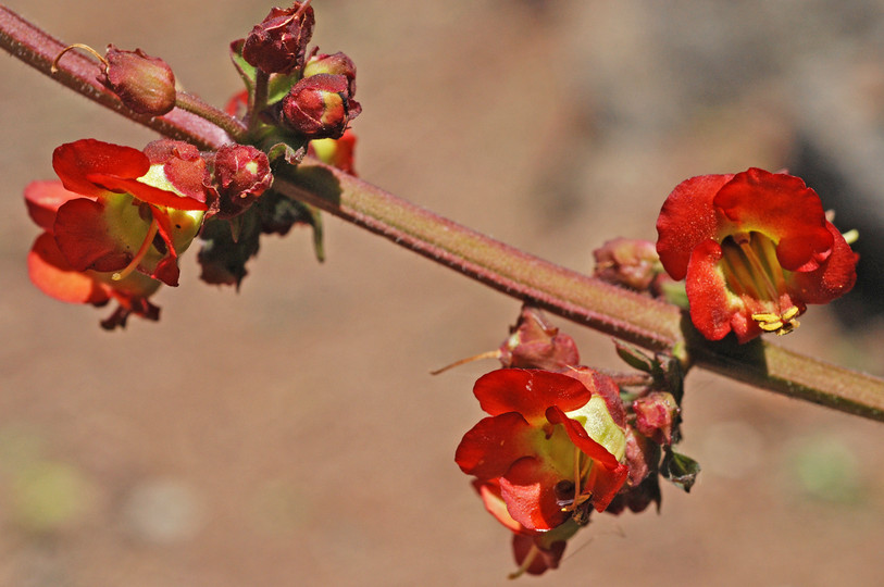 Scrophularia calliantha