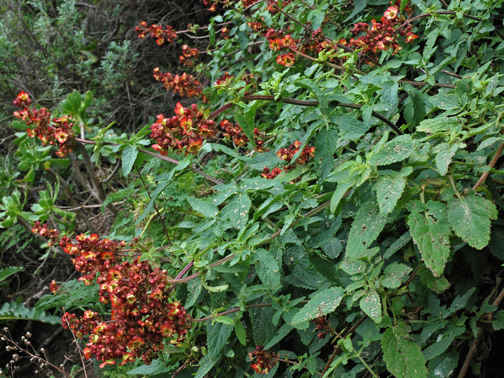 Scrophularia calliantha