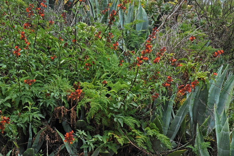 Scrophularia calliantha