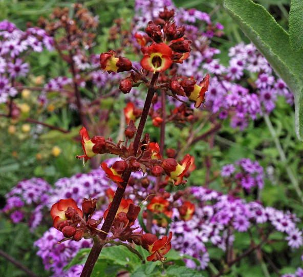 Scrophularia calliantha