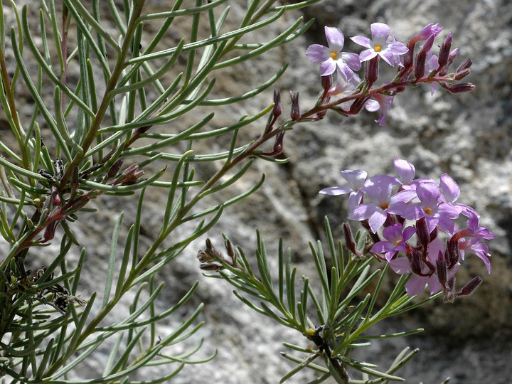 Campylanthus salsoloides