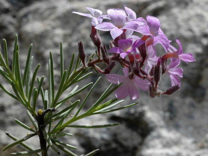 Campylanthus salsoloides