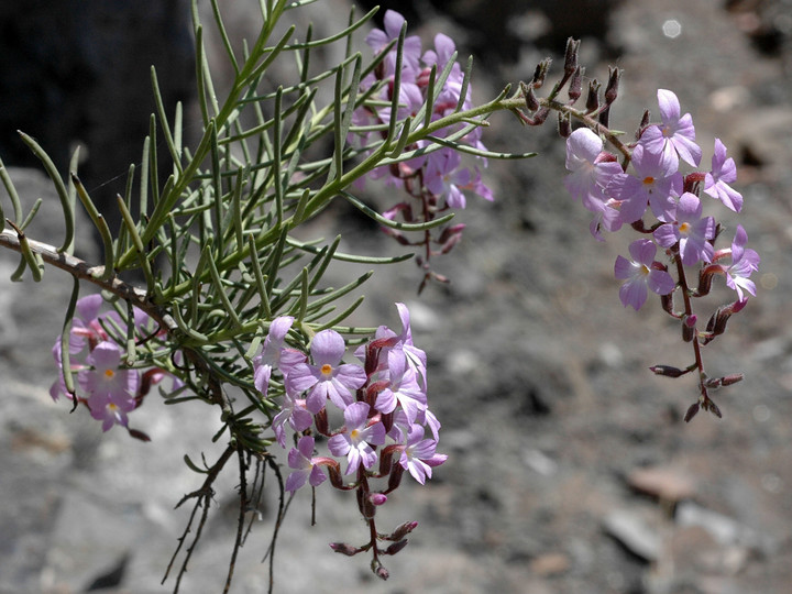 Campylanthus salsoloides