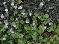 Cymbalaria muralis