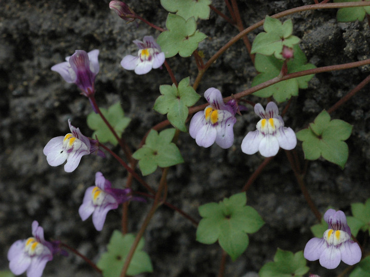 Cymbalaria muralis