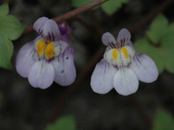 Cymbalaria muralis