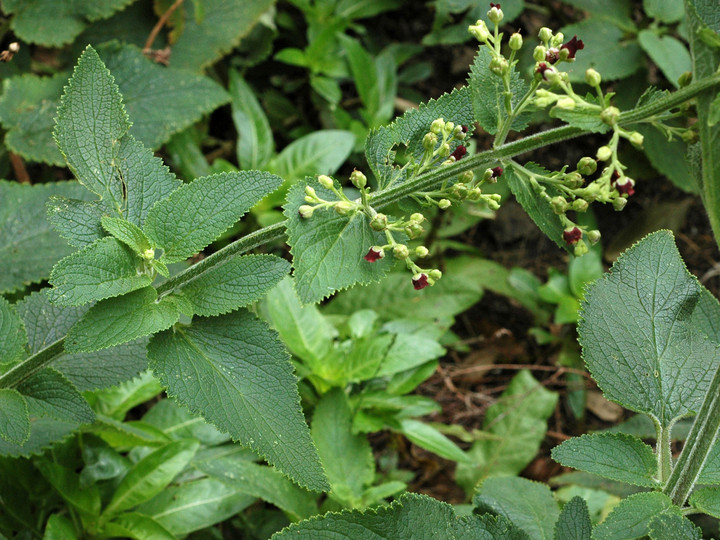 Scrophularia smithii ssp. langeana